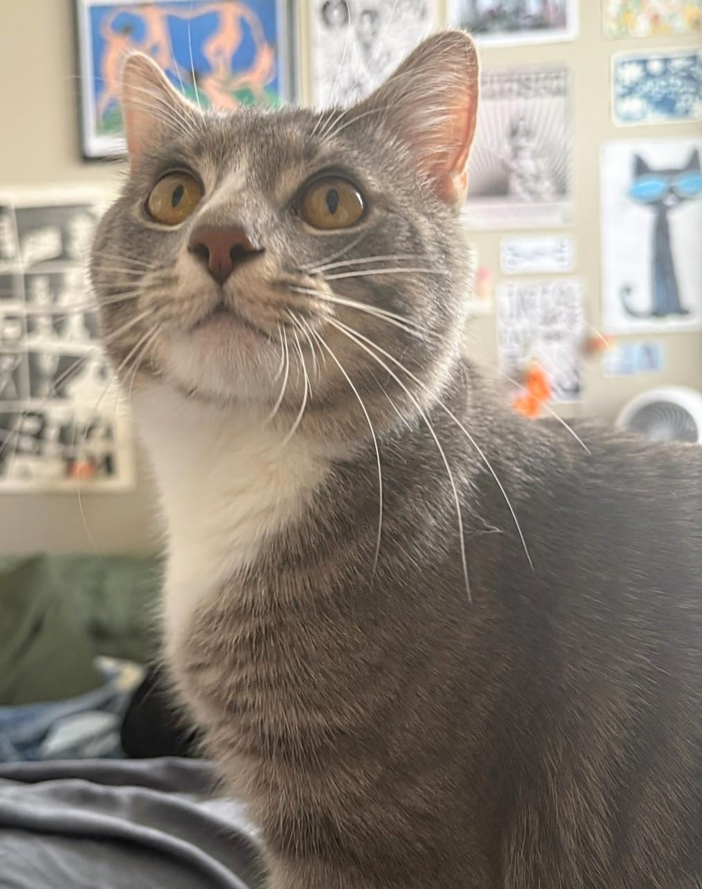 Enlarge Rocket, an adopted Domestic Short Hair in Melrose, MA image 4/5