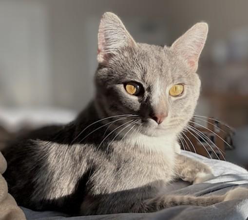 Rocket, adopted, Young Male Domestic Short Hair.