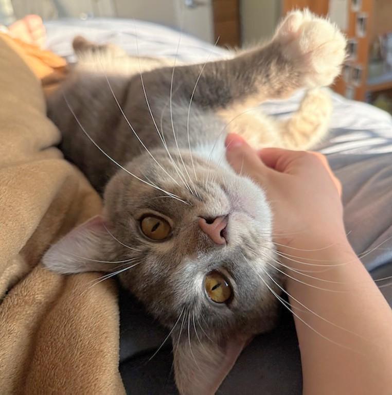 Enlarge Rocket, an adopted Domestic Short Hair in Melrose, MA image 2/5