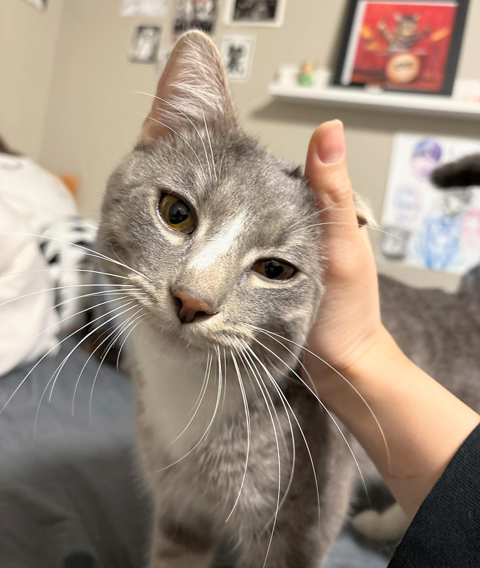 Enlarge Rocket, an adopted Domestic Short Hair in Melrose, MA image 5/5