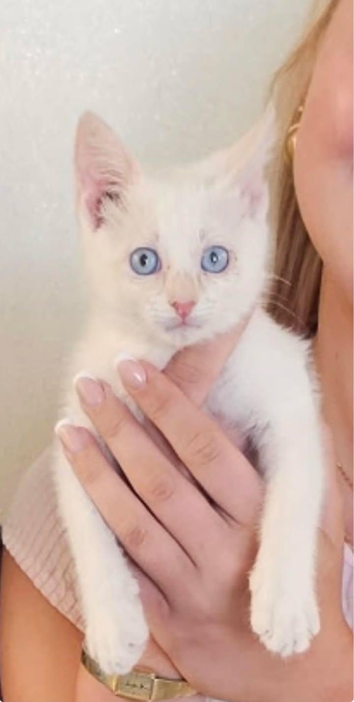 Snow White, adopted, Kitten Female Domestic Short Hair.