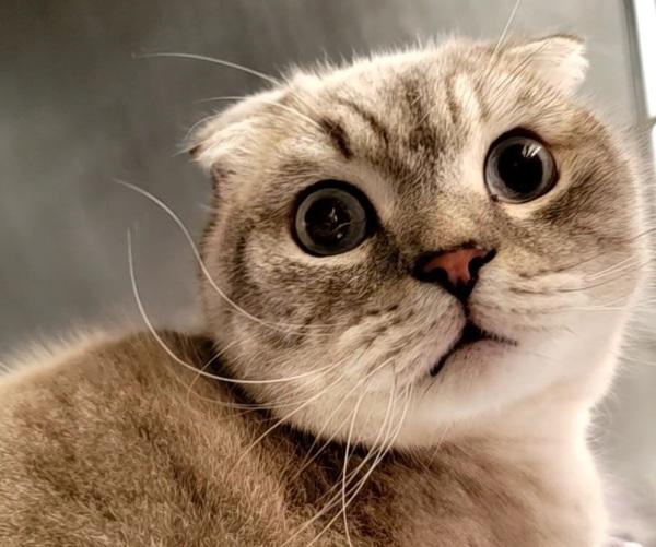 Berushka, Adoptable, Adult Male Domestic Short Hair.