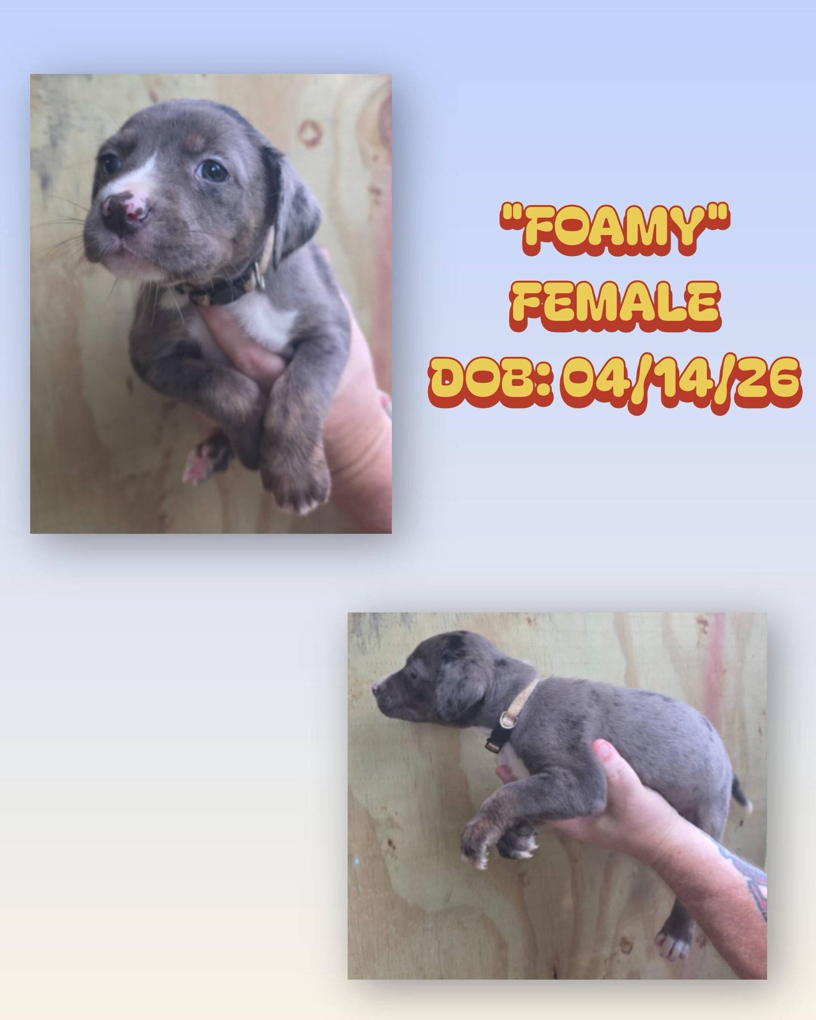 Foamy, a ADOPTABLE mixed breed in Baker, LA image 1/2