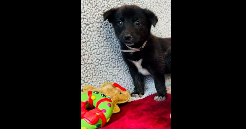 Penne, Adoptable, Puppy Female Labrador Retriever & Shepherd.