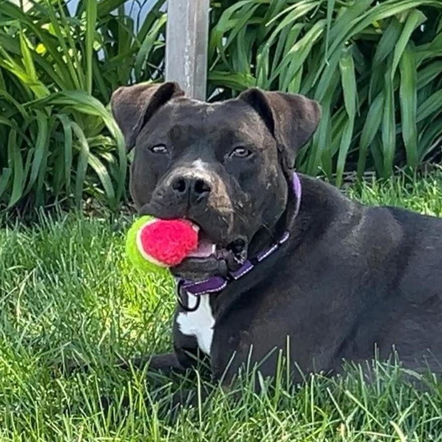 Enlarge Kira, a Adoptable Pit Bull Terrier in Grand Island, NE image 1/3