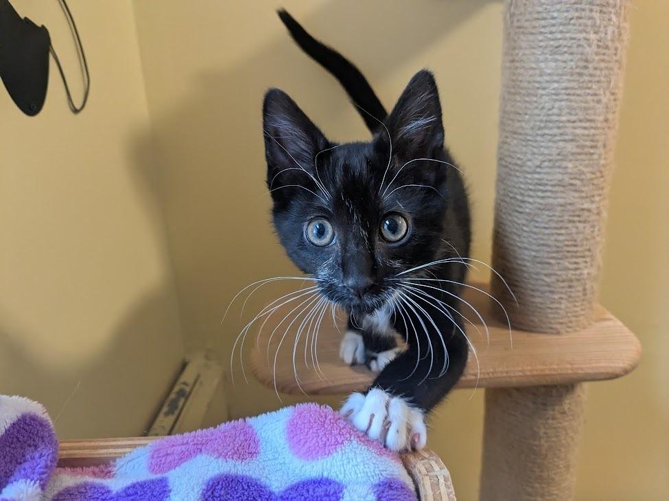 Enlarge Weegee, a Adoptable Domestic Short Hair in North Brunswick, NJ image 2/3