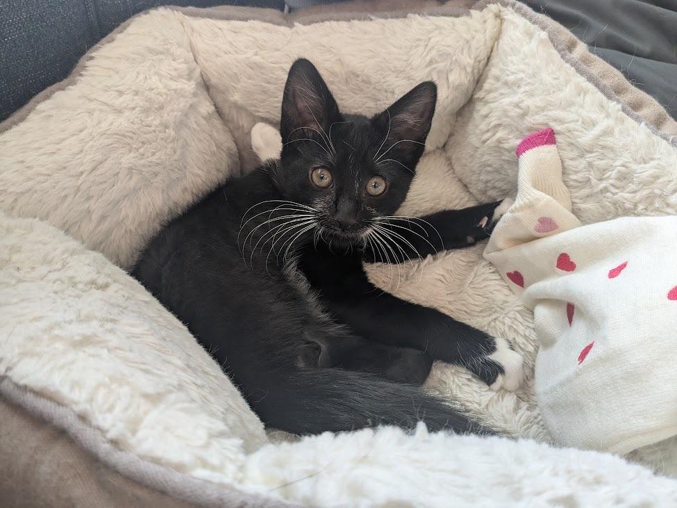 Enlarge Weegee, a Adoptable Domestic Short Hair in North Brunswick, NJ image 3/3