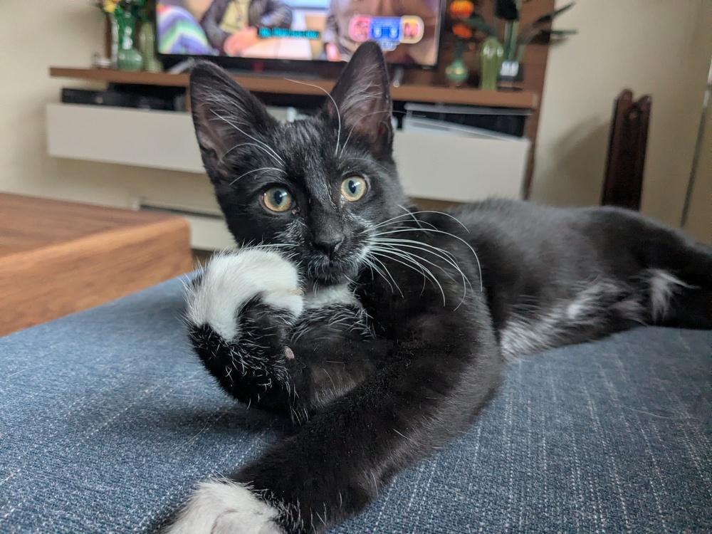 Enlarge Weegee, a Adoptable Domestic Short Hair in North Brunswick, NJ image 5/5
