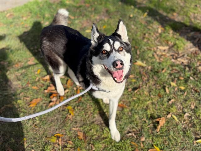 Enlarge MAXI, a Adoptable Siberian Husky in Antioch, CA image 1/1