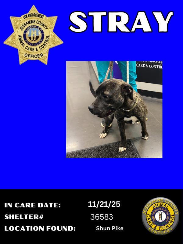 Clyde, Adoptable, Young Male Pit Bull Terrier & Cane Corso.