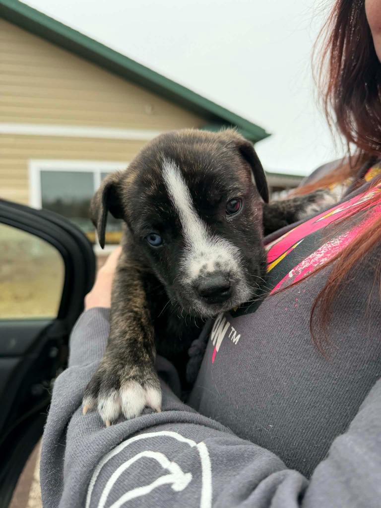 LD4 Bear, Adoptable, Puppy Male Terrier & Mixed Breed.