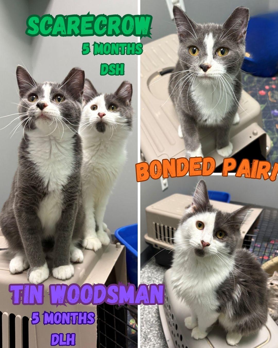 Scarecrow and Tins Woodsman