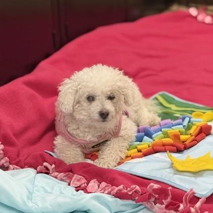 Shirley, ADOPTABLE, Senior Female Bichon Frise.