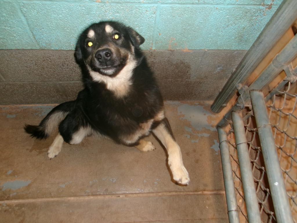 Charlie, Adoptable, Young Male Australian Shepherd.