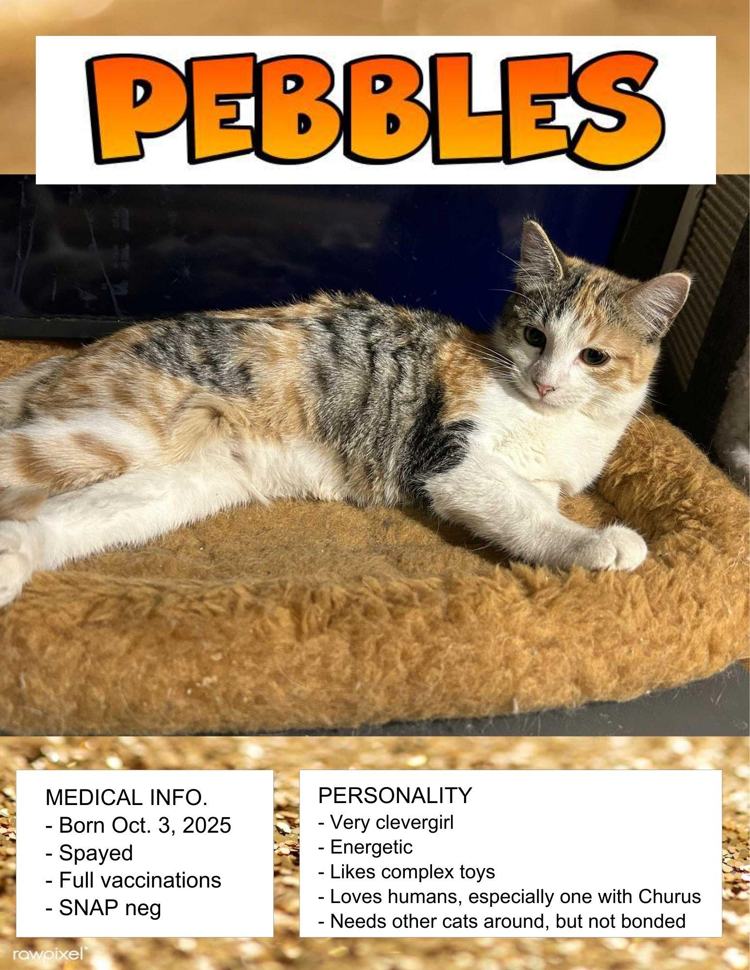 Pebbles, ADOPTABLE, Young Female American Shorthair.