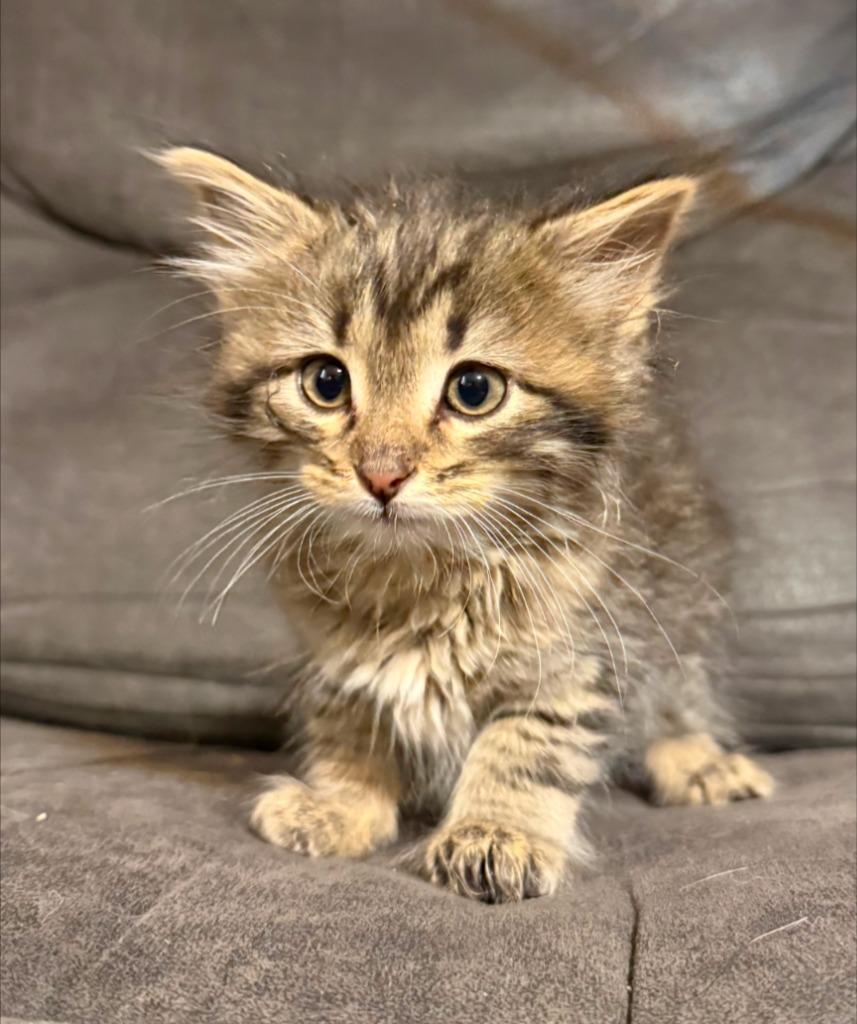 Enlarge Hubba Bubba, a Adopted mixed breed in Olathe, KS image 1/1