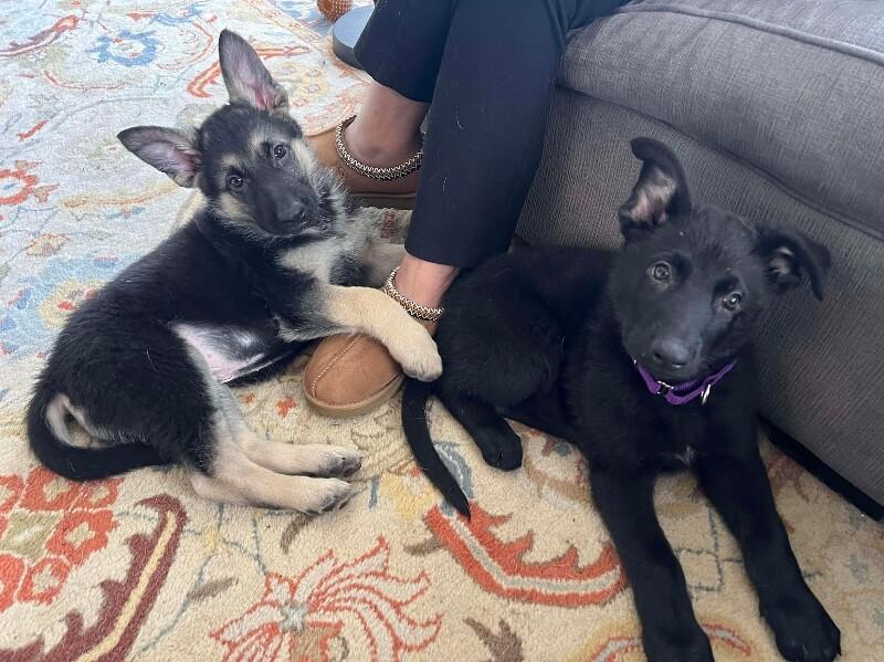 Enlarge Wade, a Adoptable German Shepherd Dog in Seattle, WA image 2/3