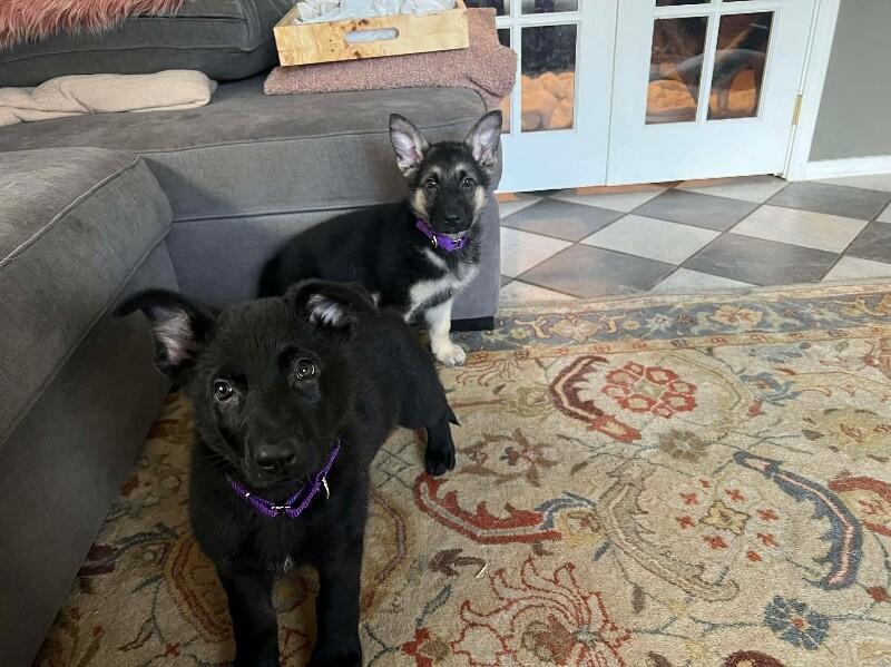 Enlarge Wade, a Adoptable German Shepherd Dog in Seattle, WA image 3/3