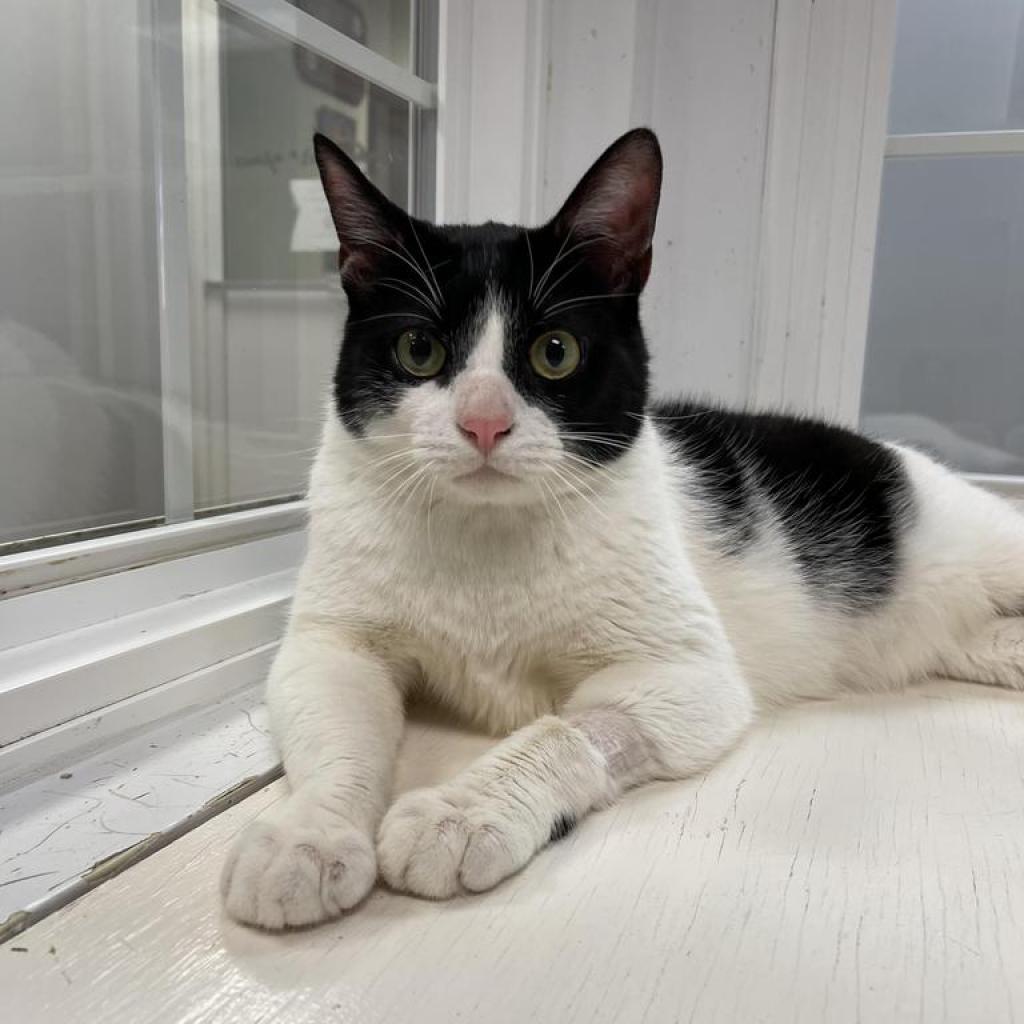 Cookie, Adoptable, Senior Male Domestic Short Hair.