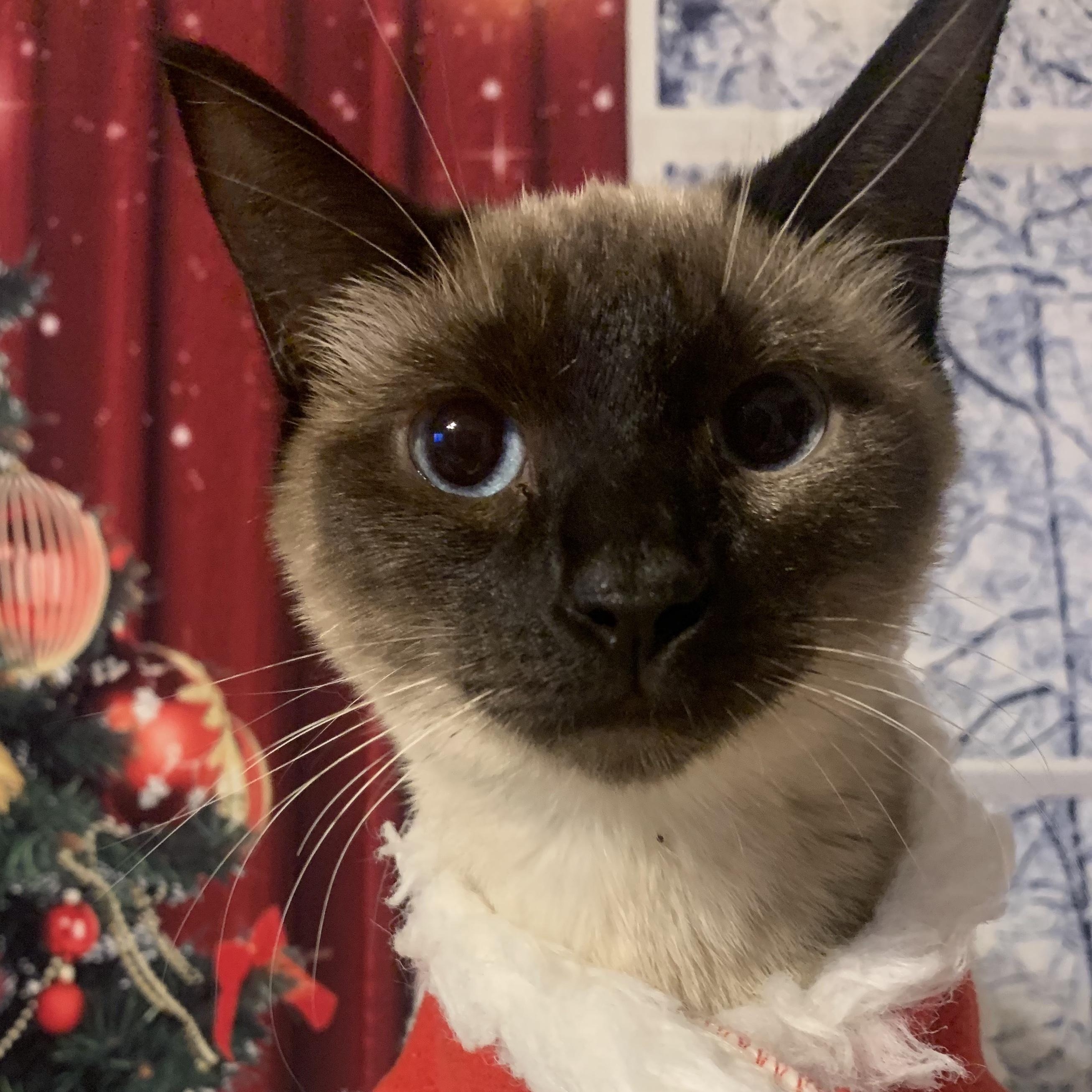 Marshmallow, Adoptable, Young Female Domestic Short Hair.