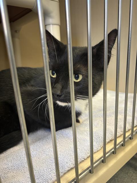 TANNER, Adoptable, Young Male Domestic Short Hair.