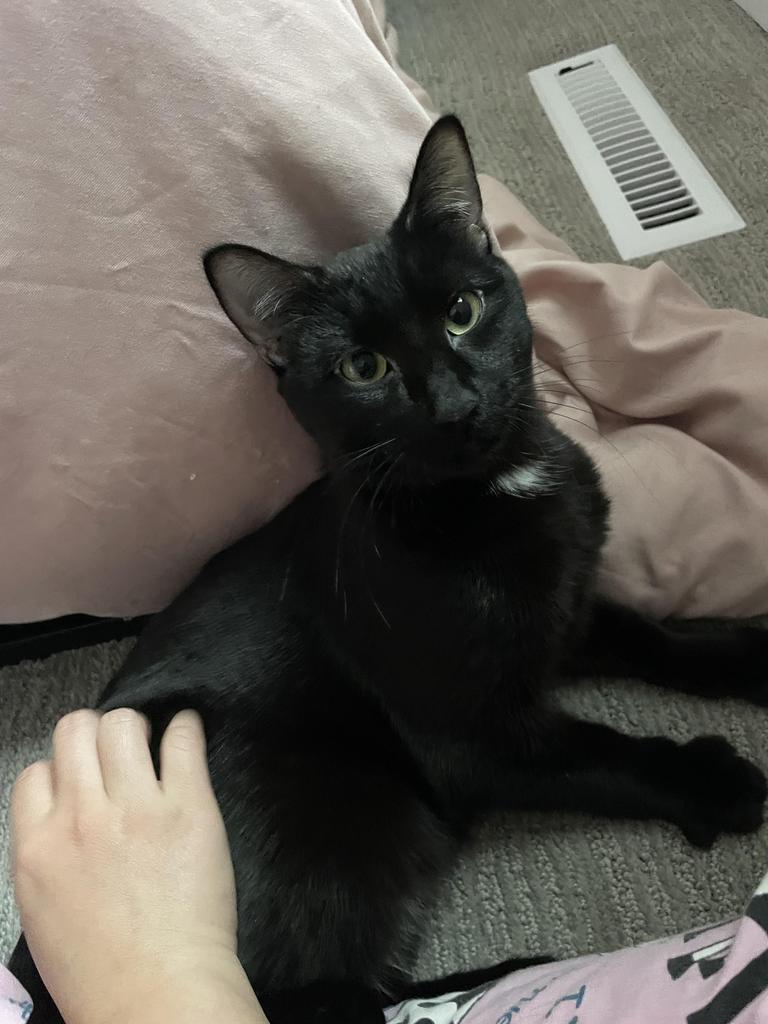 Brett, a Adoptable mixed breed in Saint Paul, MN image 1/4