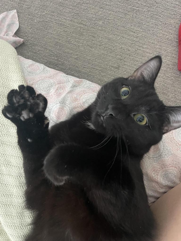 Brett, a Adoptable mixed breed in Saint Paul, MN image 2/4