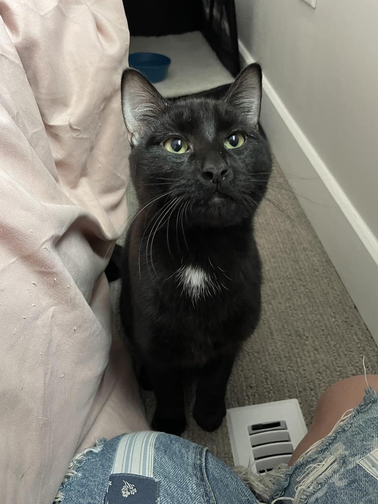 Brett, a Adoptable mixed breed in Saint Paul, MN image 3/4