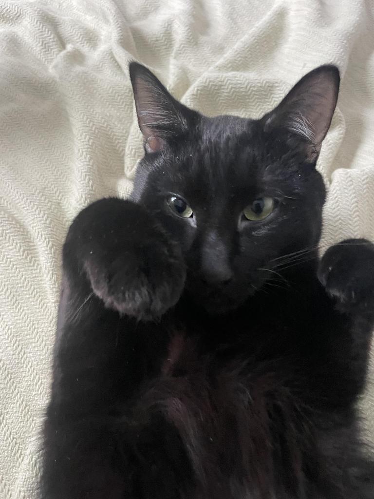 Brett, a Adoptable mixed breed in Saint Paul, MN image 4/4