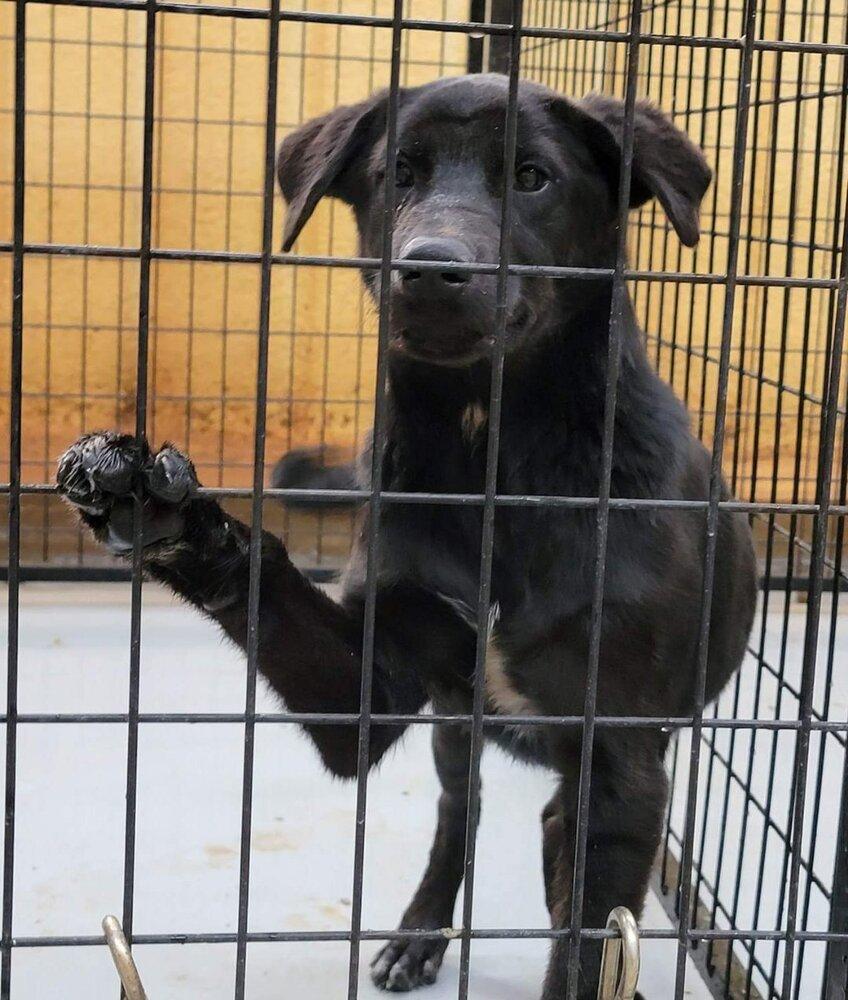 Reggie, Adoptable, Young Male German Shepherd Dog & Labrador Retriever.