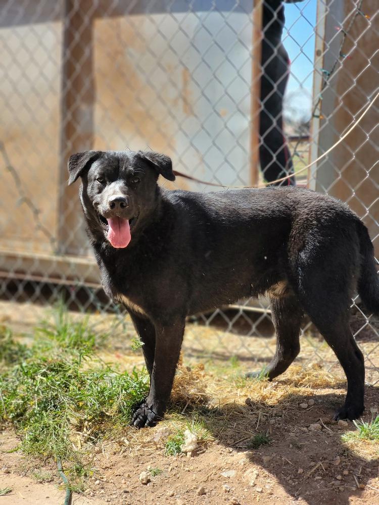 Enlarge Reggie, a Adoptable mixed breed in Crosbyton, TX image 2/4