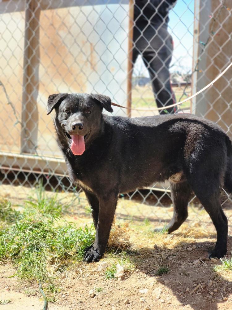 Enlarge Reggie, a Adoptable mixed breed in Crosbyton, TX image 3/4