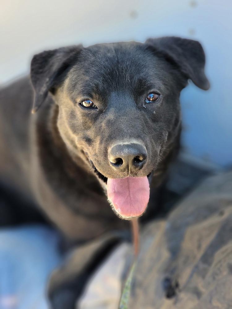Enlarge Reggie, a Adoptable mixed breed in Crosbyton, TX image 4/4