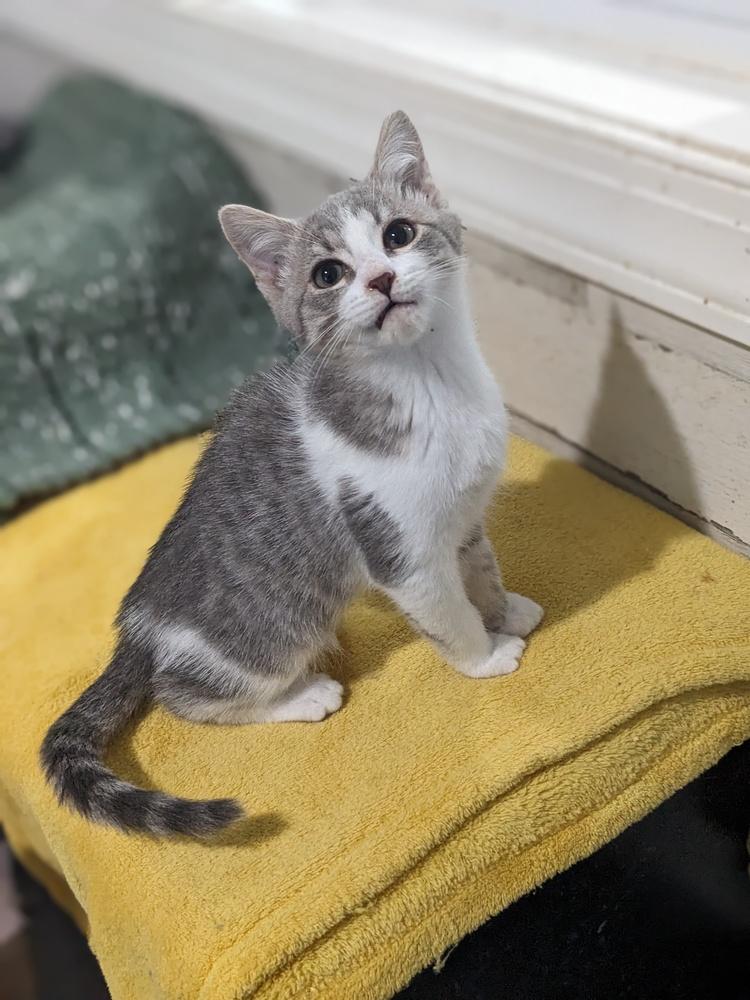 Captain America, Adoptable, Kitten Male Domestic Short Hair.