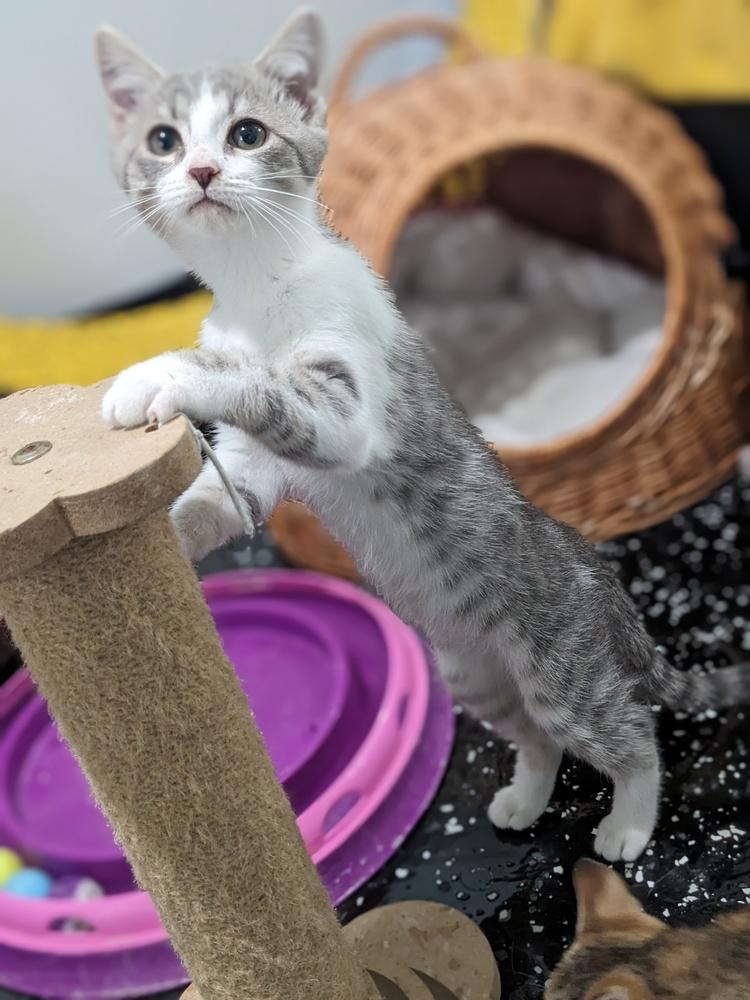 Captain America, a Adoptable Domestic Short Hair in Lewisburg, TN image 2/3