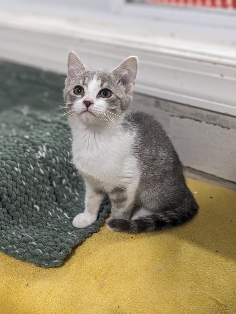 Captain America, a Adoptable Domestic Short Hair in Lewisburg, TN image 3/3