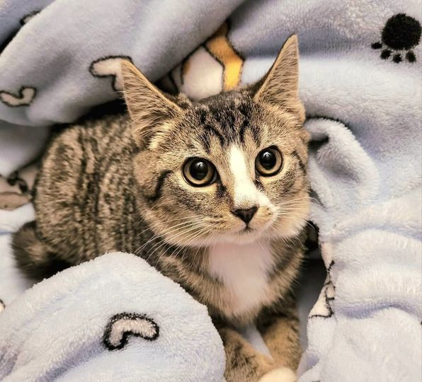 Enlarge Juliet, a Adopted mixed breed in Abington, PA image 2/3