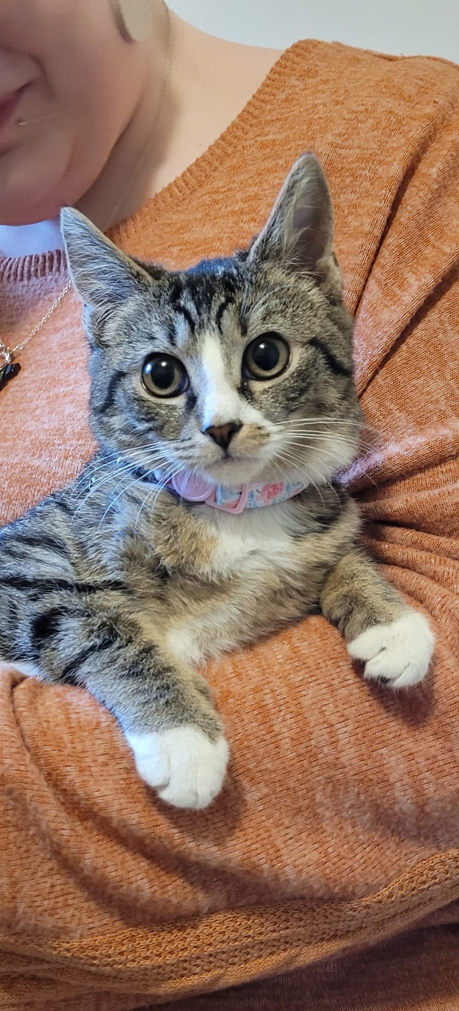 Enlarge Juliet, a Adopted mixed breed in Abington, PA image 1/3