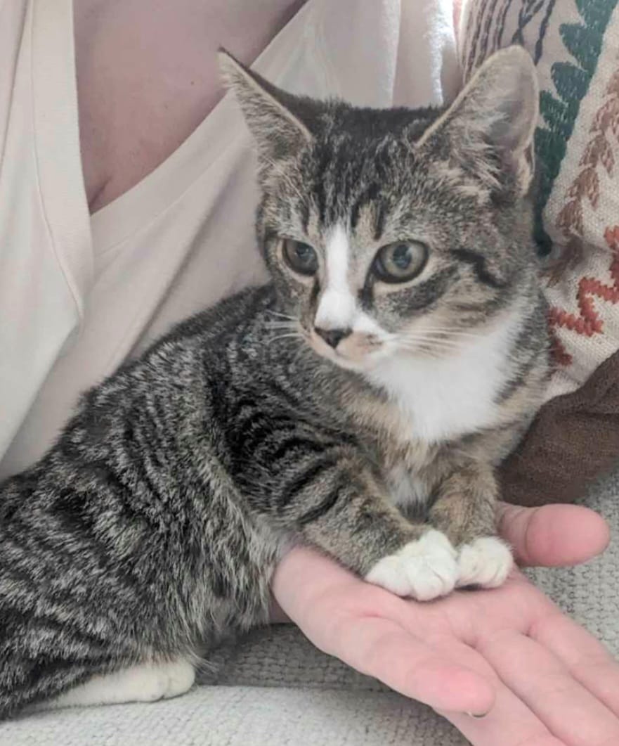 Enlarge Juliet, a Adopted mixed breed in Abington, PA image 3/3