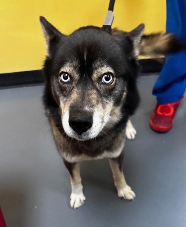 26-02-0506 Leah, Adoptable, Adult Female Husky.