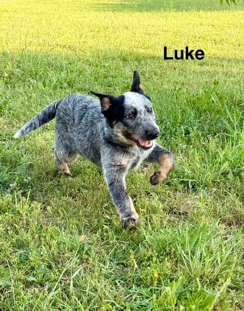 Luke, Young Male Australian Cattle Dog / Blue Heeler