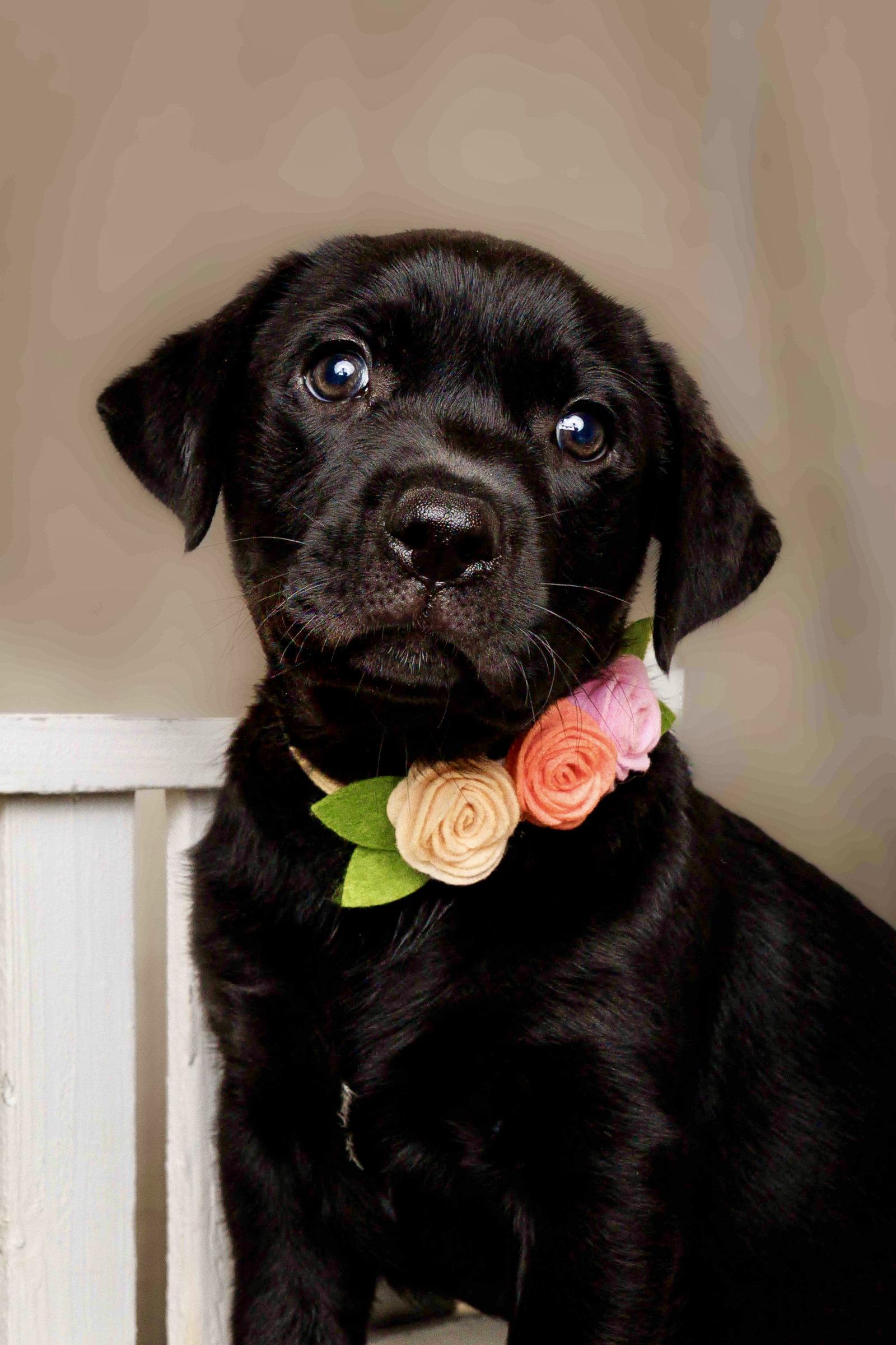 Enlarge Cordelia, a Adoptable Labrador Retriever in McKinney, TX image 1/3