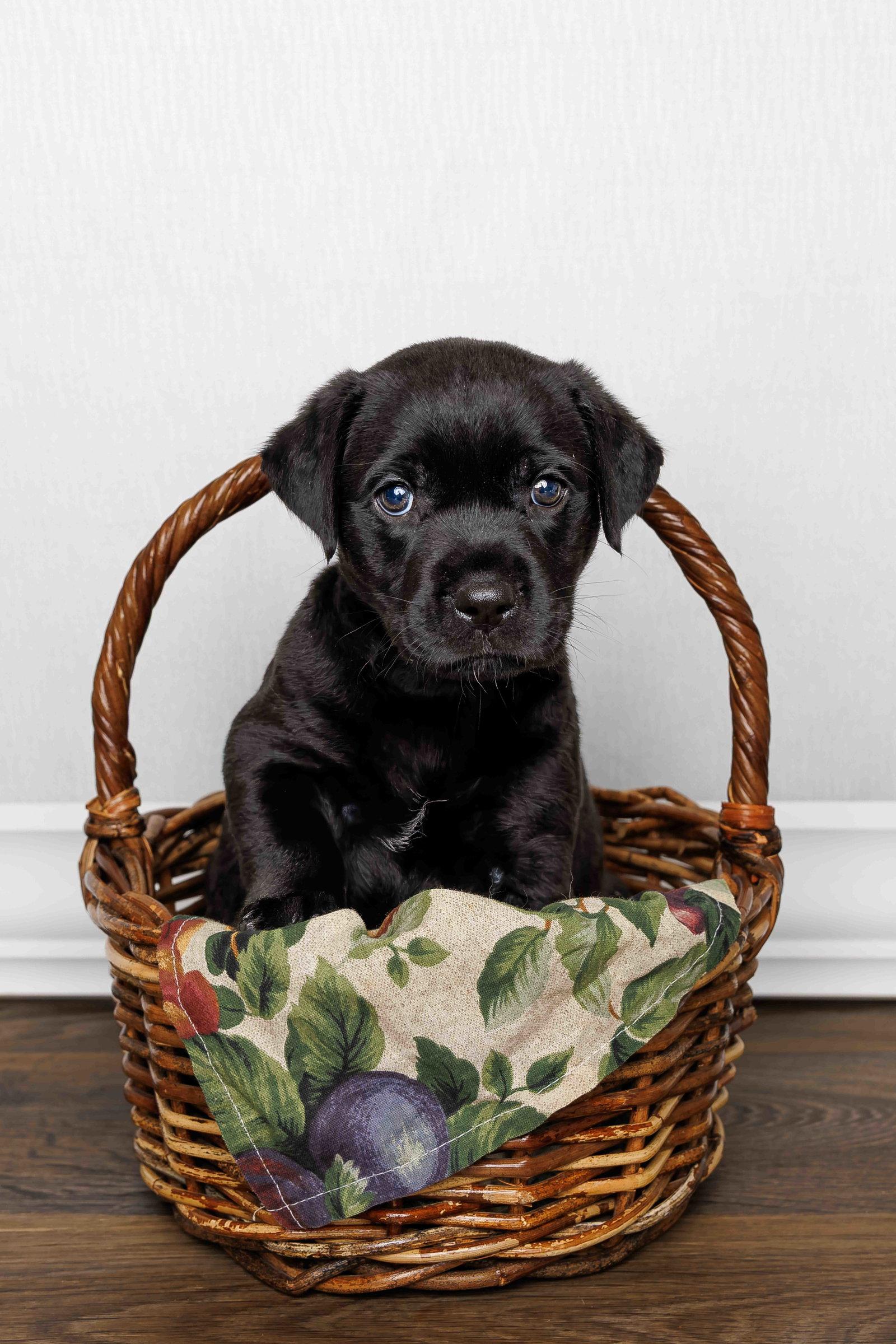 Enlarge Cordelia, a Adoptable Labrador Retriever in McKinney, TX image 2/3