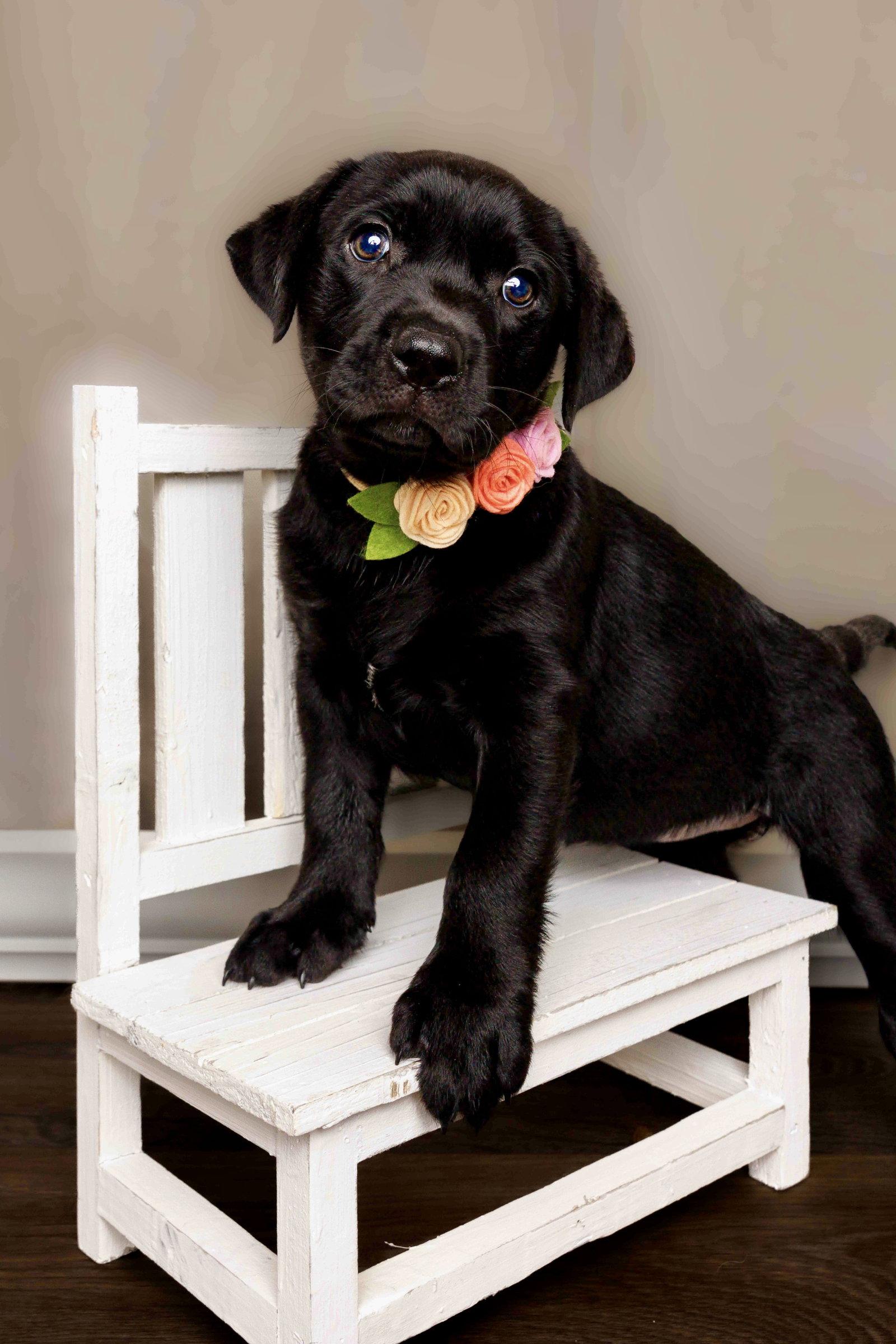Enlarge Cordelia, a Adoptable Labrador Retriever in McKinney, TX image 3/3
