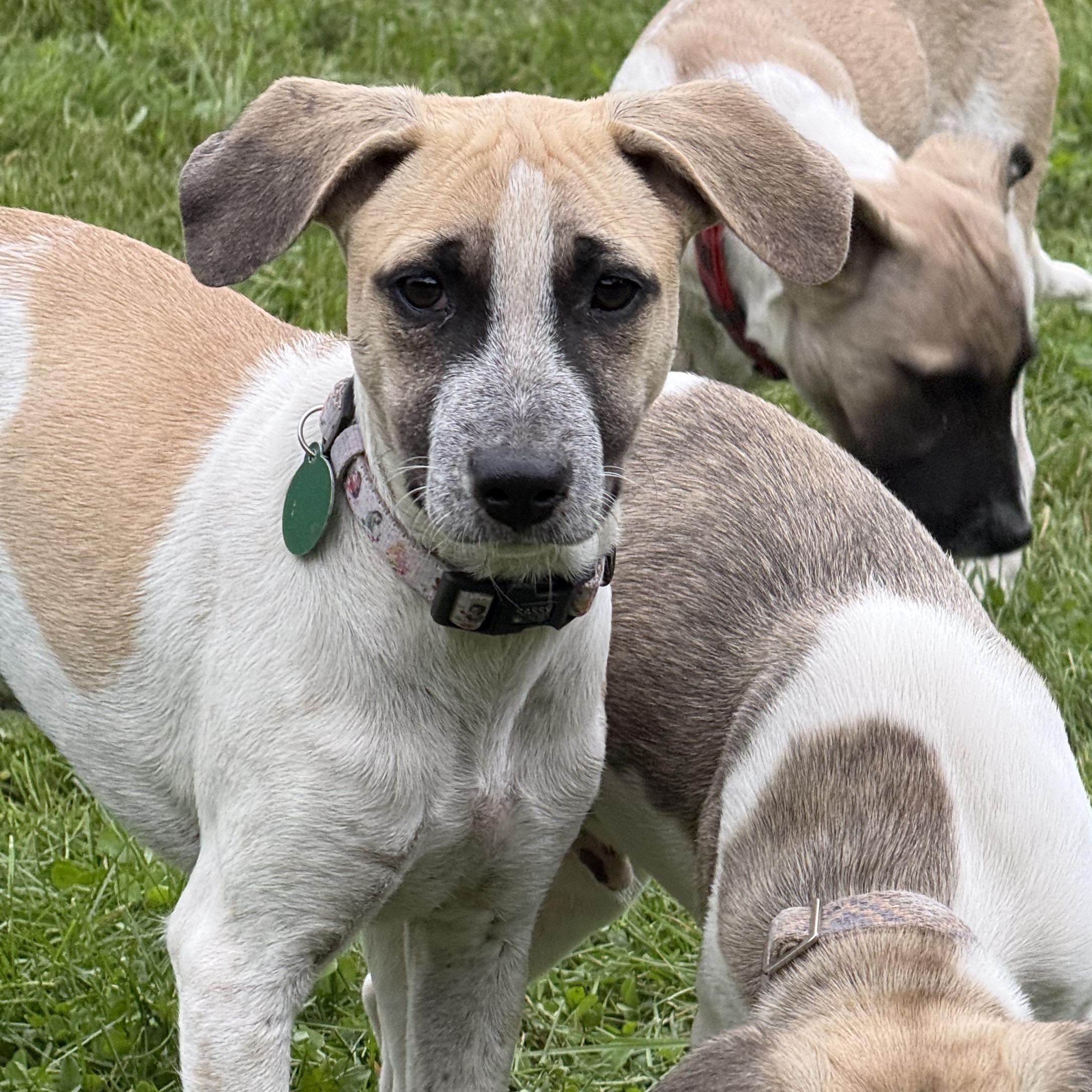 Penny, Adoptable, Puppy Female Black Mouth Cur.