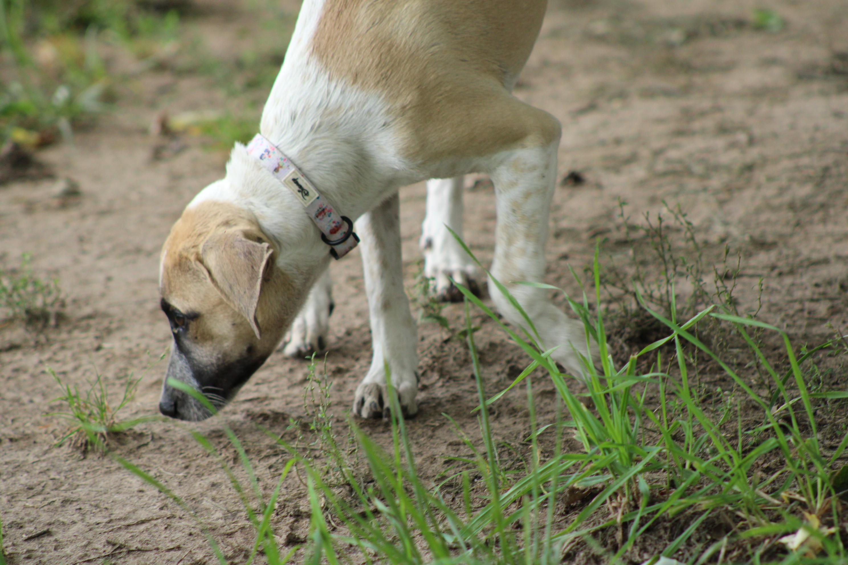 Enlarge Penny, a Adoptable mixed breed in Waukesha , WI image 2/3