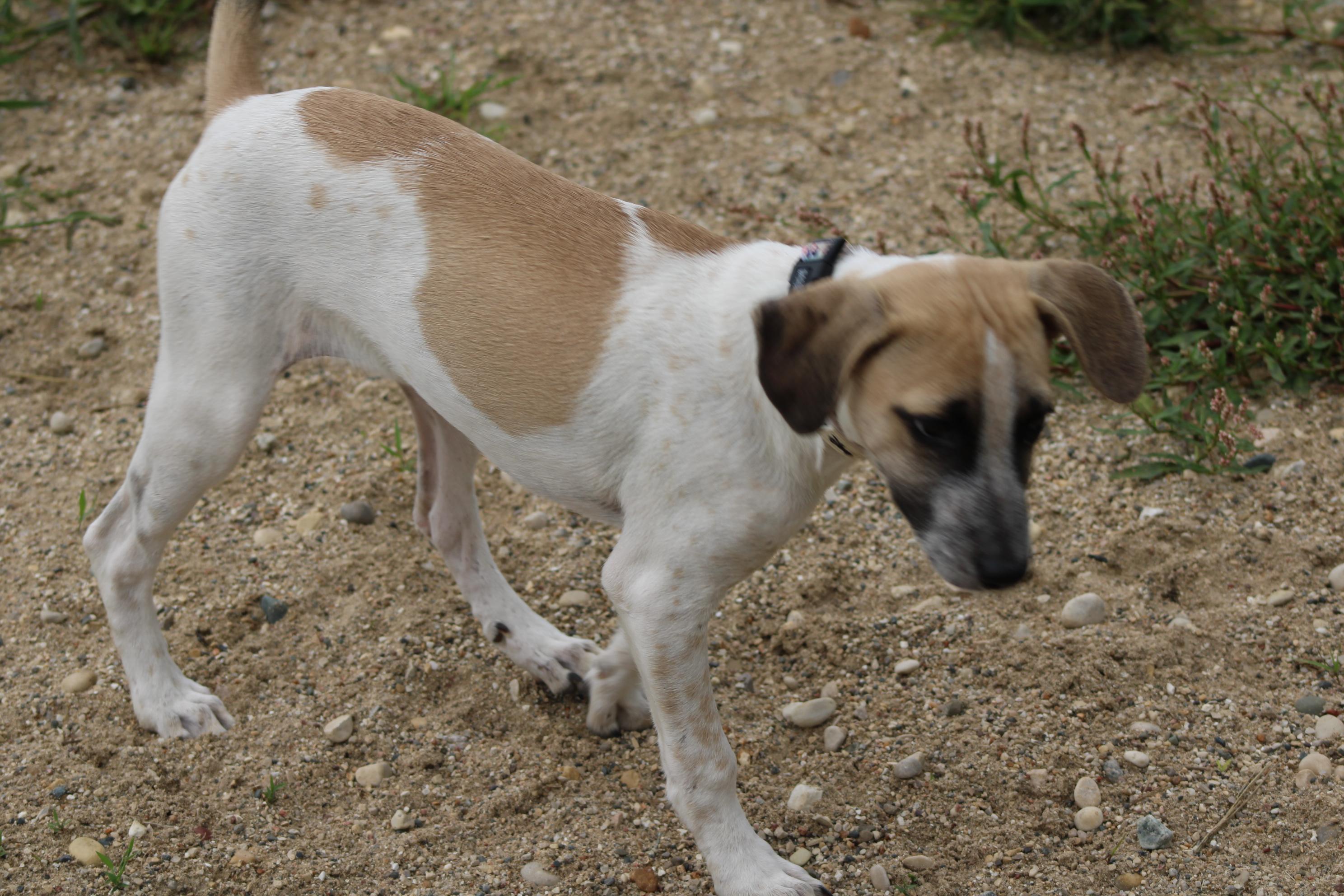 Enlarge Penny, a Adoptable mixed breed in Waukesha , WI image 3/3