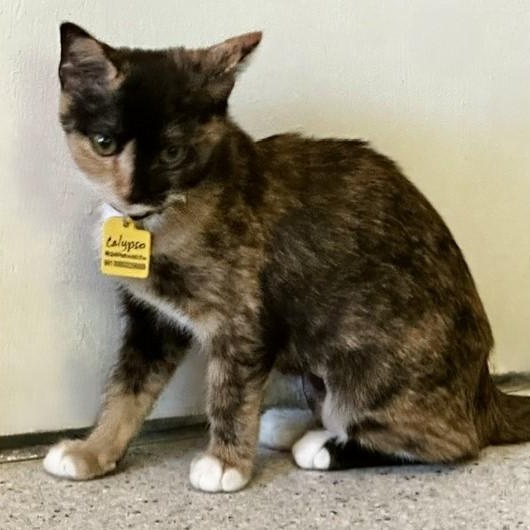 Calypso - Gorgeous Calico Kitten, an adopted Calico in Hoquiam, WA image 2/5