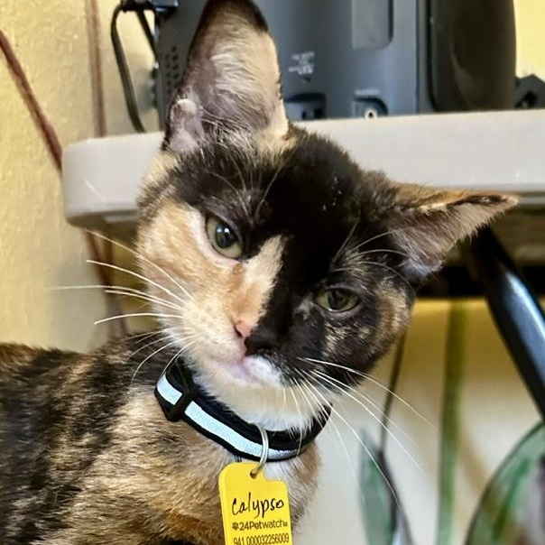Calypso - Gorgeous Calico Kitten, an adopted Calico in Hoquiam, WA image 4/5