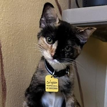 Calypso - Gorgeous Calico Kitten, an adopted Calico in Hoquiam, WA image 1/5
